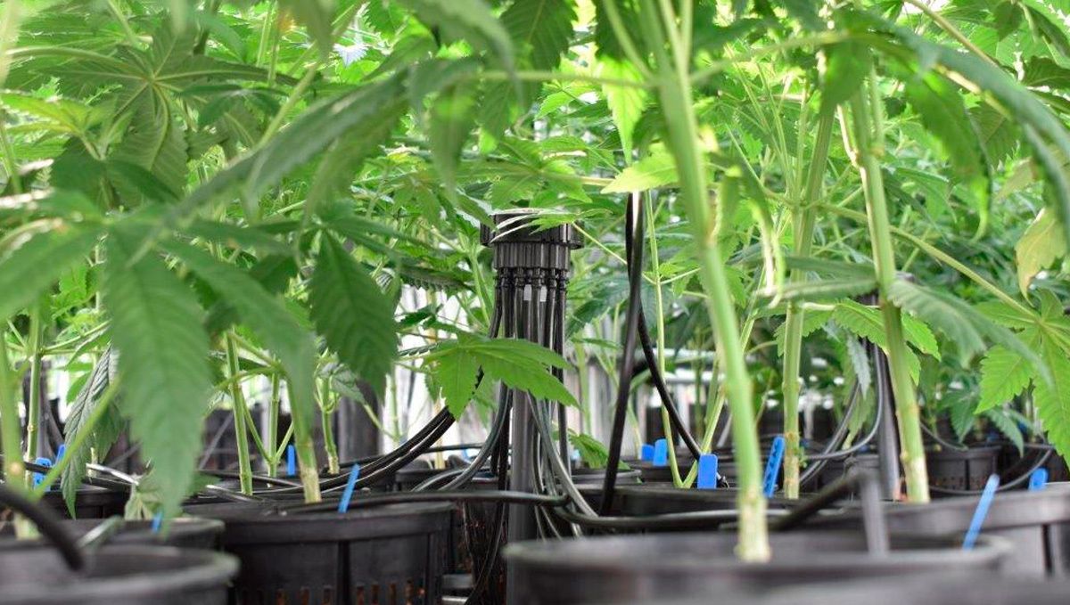 Automatic Drip Irrigation Setup for Indoor Cannabis Grow: Cannabis plants in pots