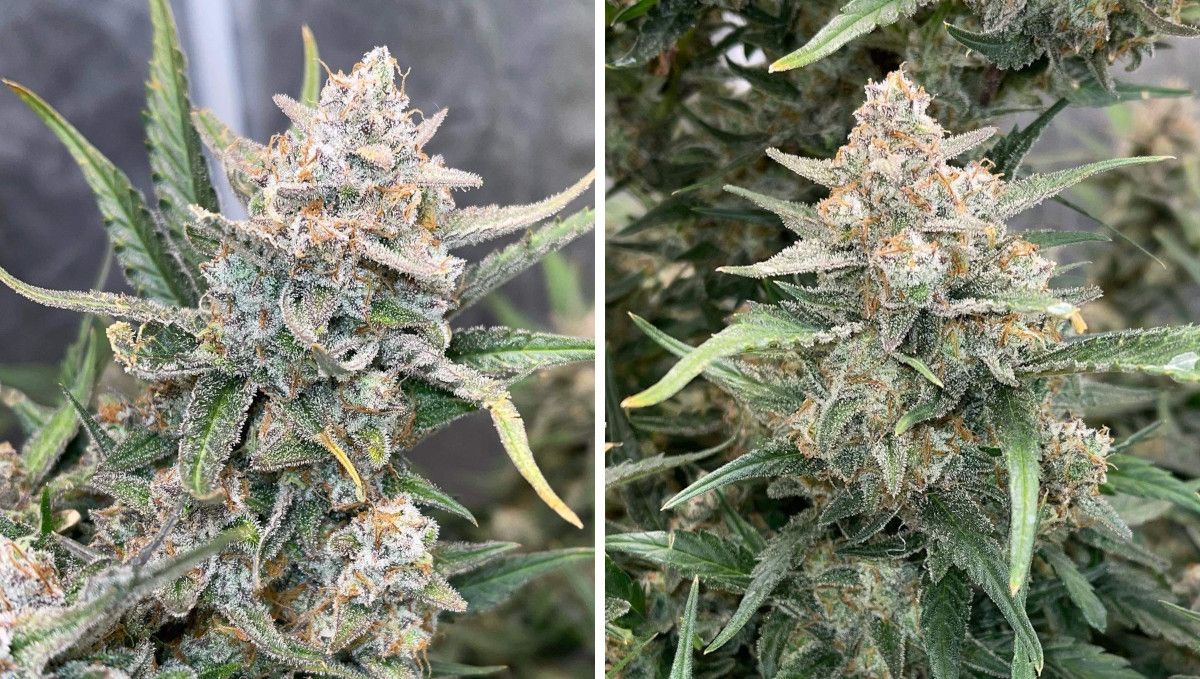 Gorilla Z Auto cannabis strain: ripening and harvest | weeks 10+ | crystal-laden marijuana buds Gorilla Z Auto cannabis strain: ripening and harvest | weeks 10+ | crystal-laden marijuana buds