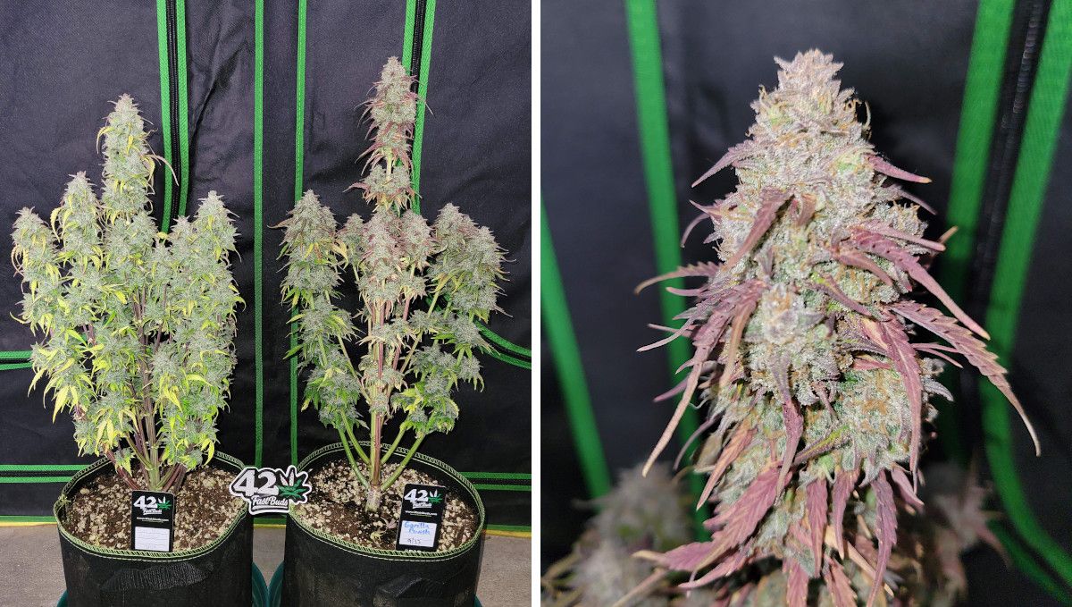 Gorilla Punch Auto cannabis strain: ripening and harvest | weeks 10 | two mature weed plants standing outside a tent and a closeup of one cola with purple trim leaves Gorilla Punch Auto cannabis strain: ripening and harvest | weeks 10 | two mature weed plants standing outside a tent and a closeup of one cola with purple trim leaves