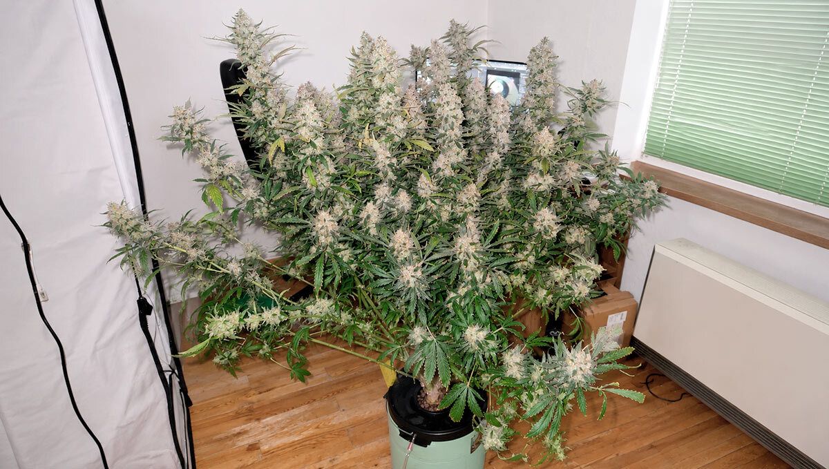 cover_130.jpg full bush