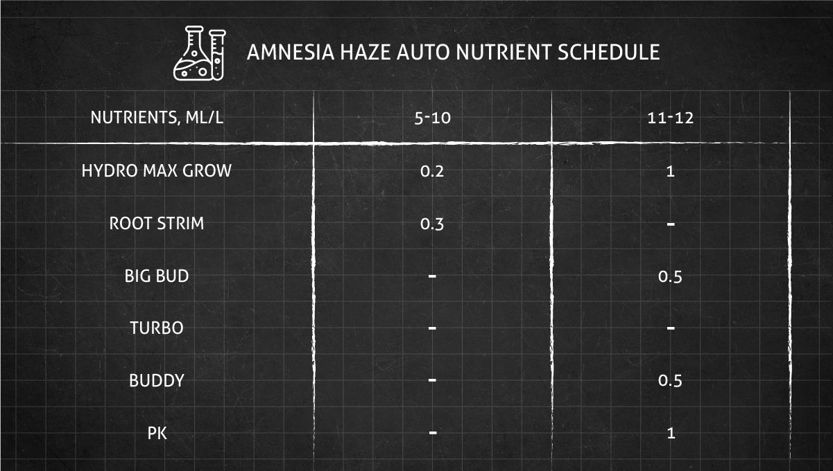 Amnesia Haze Auto cannabis strain: feeding chart for the flowering stage Amnesia Haze Auto cannabis strain: feeding chart for the flowering stage