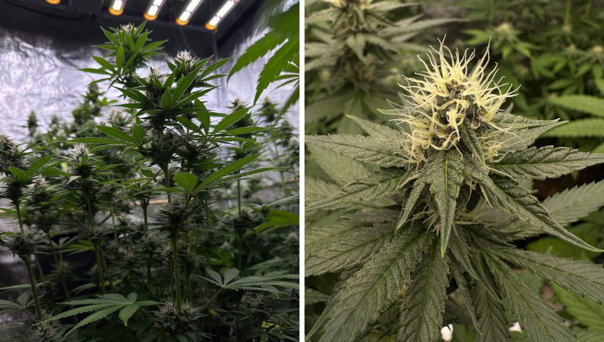 Purple Lemonade FF cannabis strain: early flower | weeks 8-9 | a stretchy ganja plant and a top bud with the first trichomes showing Purple Lemonade FF cannabis strain: early flower | weeks 8-9 | a stretchy ganja plant and a top bud with the first trichomes showing