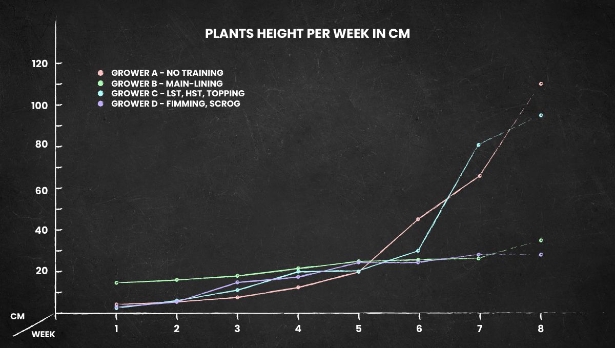 Mexican Airlines Auto cannabis strain: height chart for the whole life cycle