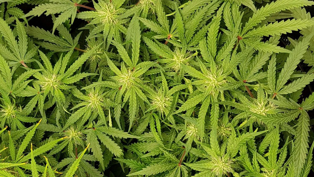 Bubba Kush Auto cannabis strain: early flower | weeks 7 Bubba Kush Auto cannabis strain: early flower | weeks 7