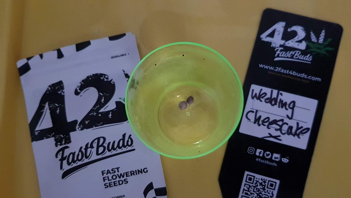 Wedding Cheesecake FF cannabis strain: germination and seedling stage | week 1 | two seeds submerged in water in a plastic cup