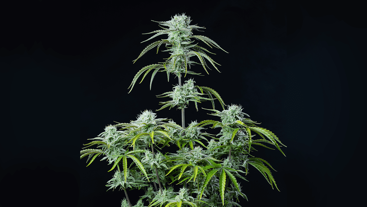Die 5 besten Hybrid-Autoflowering-Sorten: Strawberry Banana Auto Die 5 besten Hybrid-Autoflowering-Sorten: Strawberry Banana Auto