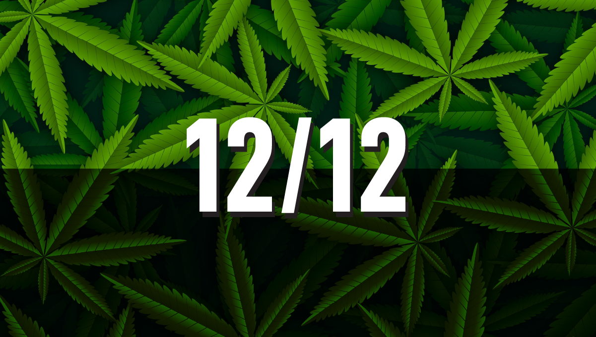 12/12 Light Cycle for cannabis plants