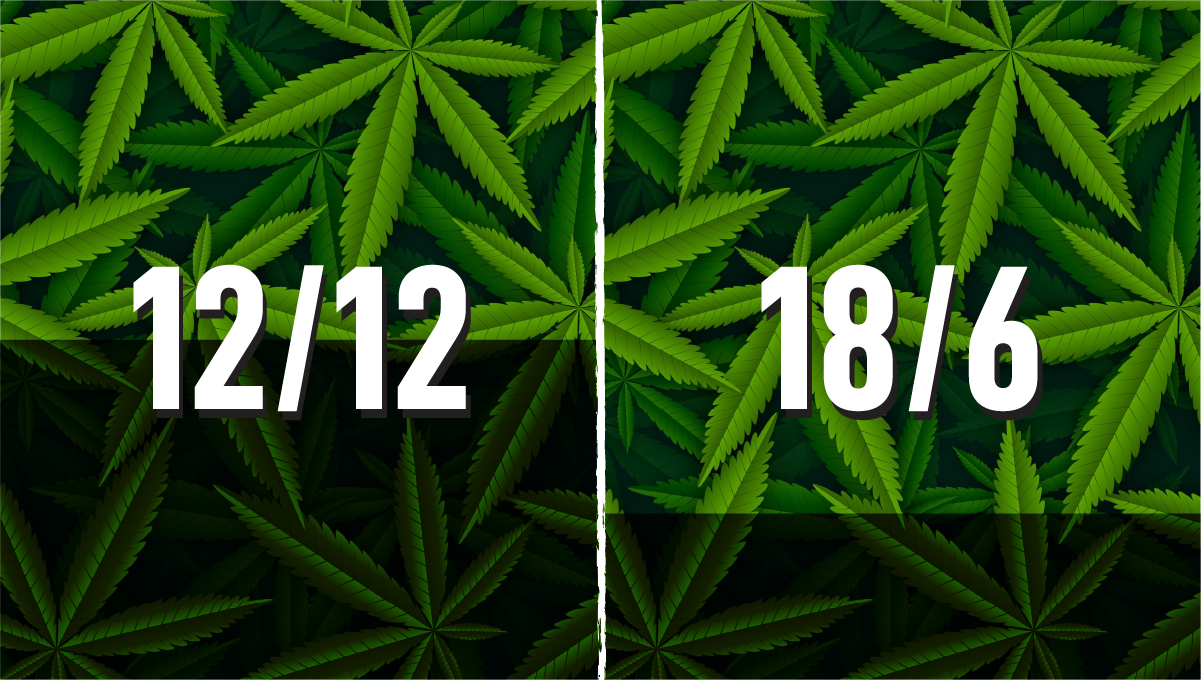 How to grow weed at home: light cycles How to grow weed at home: light cycles