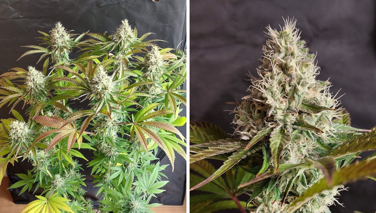 Orange Sherbet FF cannabis strain: ripening and harvest | weeks 12 | a maturing weed plant with beautifully fading leaves and a closeup of a cola with most pistils still white