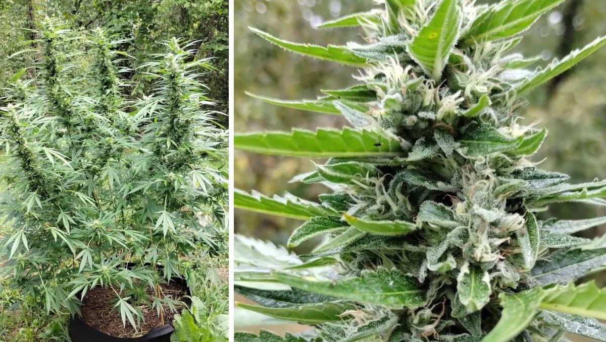 GG4 Sherbet FF cannabis strain: mid flower (bulk phase) | weeks 10-11 | an outdoor plant with good-sized buds GG4 Sherbet FF cannabis strain: mid flower (bulk phase) | weeks 10-11 | an outdoor plant with good-sized buds