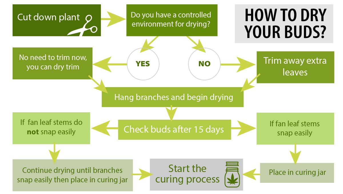 How to dry weed buds: Adjusting drying conditions How to dry weed buds: Adjusting drying conditions