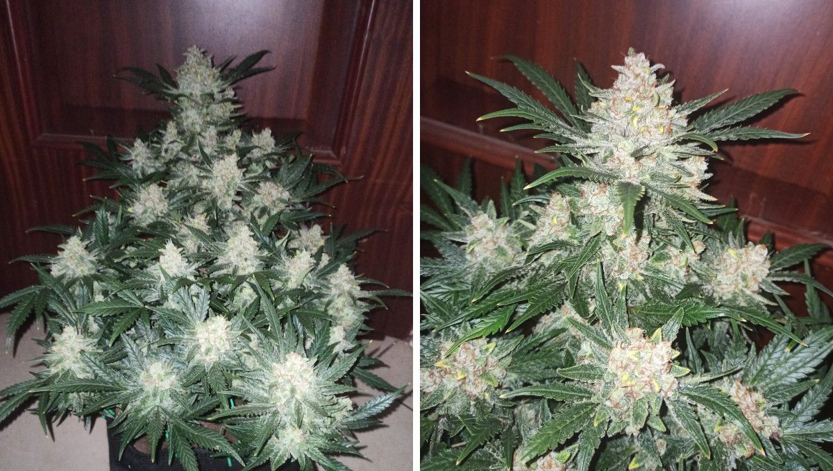 Afghan Kush Auto Cannabis Strain Week-by-Week Guide: The general view of an indoor autoflower with a great number of tops, white from trichomes, and a closer view of the same plant Afghan Kush Auto Cannabis Strain Week-by-Week Guide: The general view of an indoor autoflower with a great number of tops, white from trichomes, and a closer view of the same plant