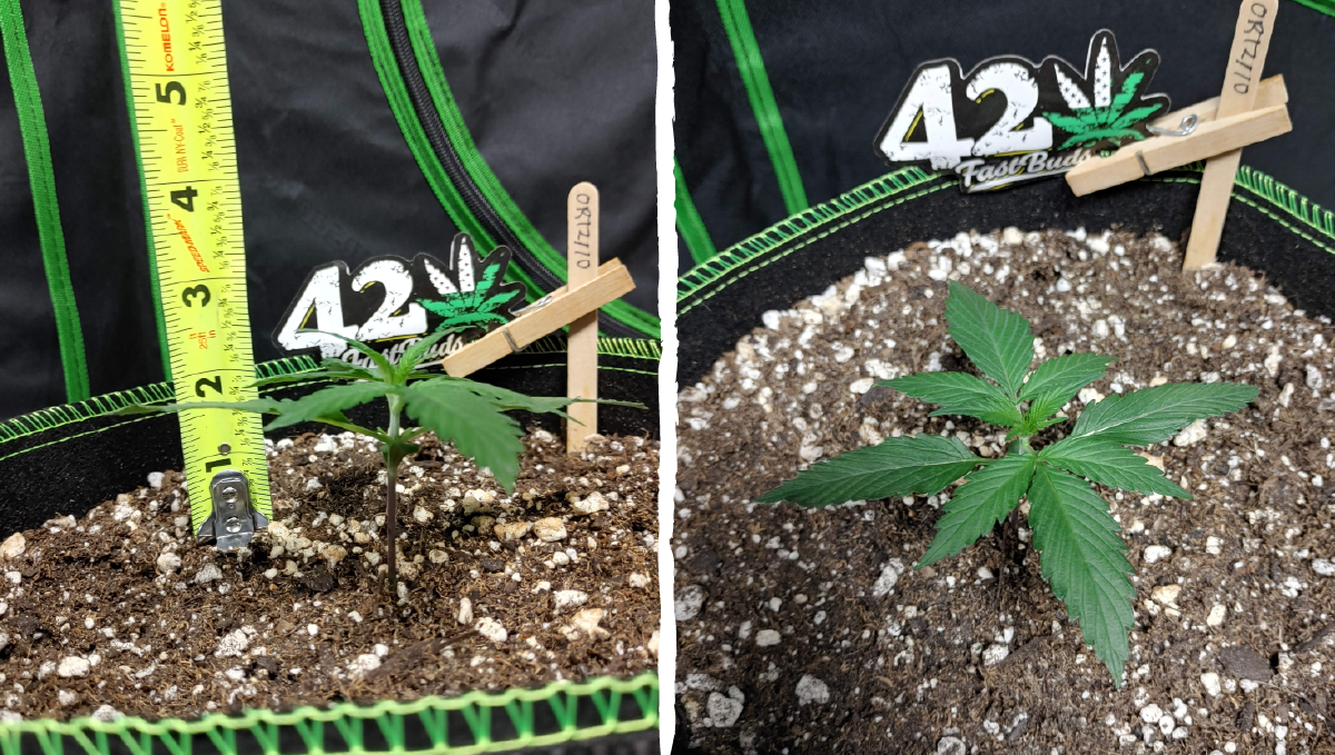 Blueberry auto week-by-week guide: vegetative stage week 1 Blueberry auto week-by-week guide: vegetative stage week 1