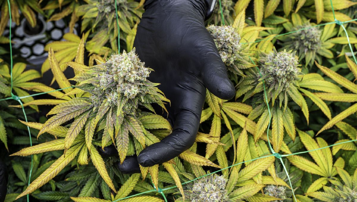 How tall do autoflowers get?: LST How tall do autoflowers get?: LST