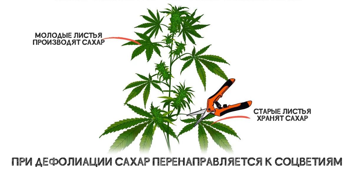 sm_24f80ad8510fa33f643f881e63301fb5.jpg Can Sugar Improve Your Cannabis Plant Growth? - A drawing showing defoliation of a flowering cannabis plant
