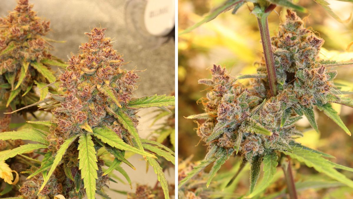 Banana Purple Punch Auto Cannabissorte: Reifung und Ernte | Wochen 10- | Reife, hellviolette Blüten oben und in der Mitte