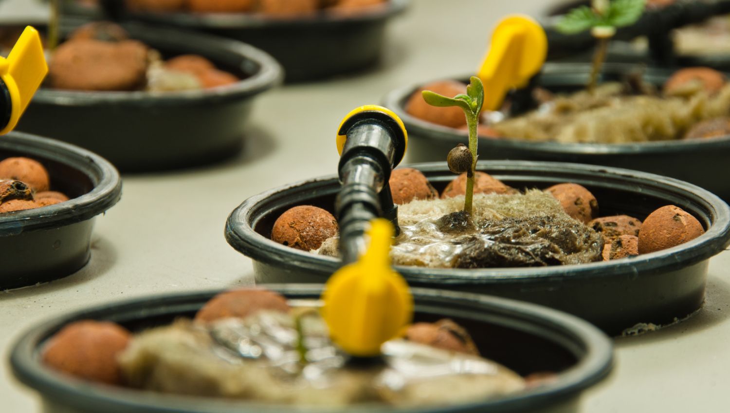 Der ultimative Leitfaden zur Bewässerung deiner Cannabispflanzen: Umweltfaktoren und Bewässerungshäufigkeit