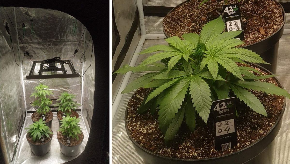 Cherry Cola Auto cannabis strain: mid veg | weeks 3-4 | bushing out in veg