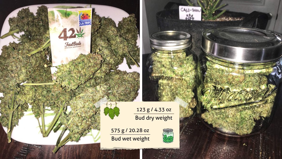Californian Snow Auto cannabis strain: yield | a bunch of fat and dense colas lying on a plate and glass jars full of dried flowers