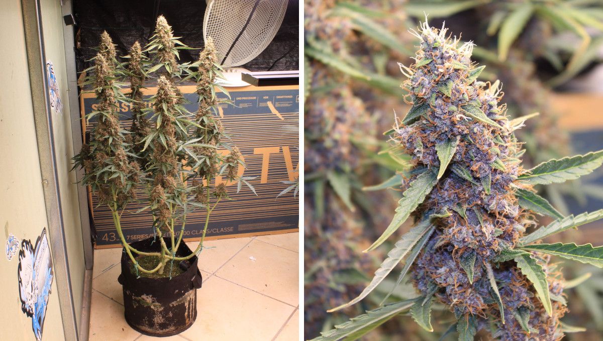 Skywalker OG Auto cannabis strain: ripening and harvest | weeks 10 | an indoor plant with a lollipopped lower part and about six long, fat colas and a closeup of an almost mature cola