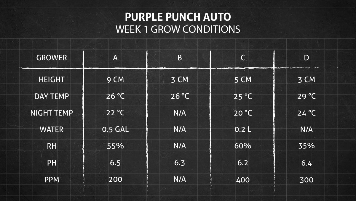 Purple Punch Auto Cannabis Strain Week-by-Week Guide: Week 1 grow conditions
