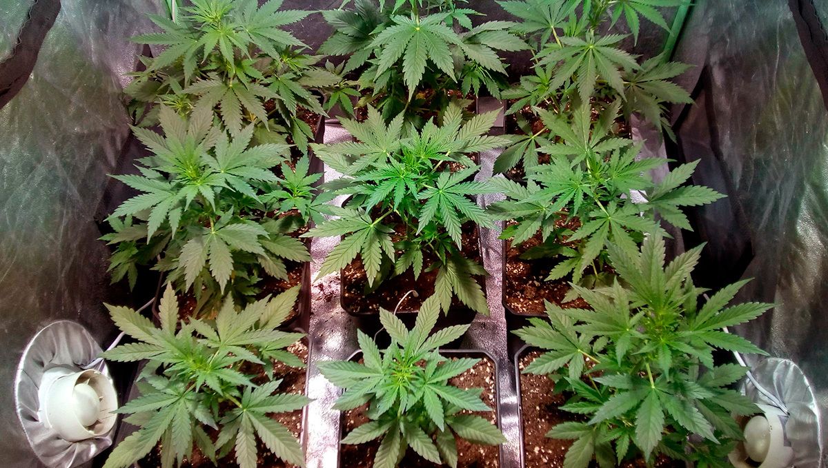 Gorilla glue auto strain history: how to grow gorilla glue