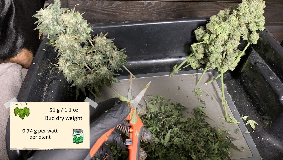 Orange Sherbet Auto Cannabis Strain Week-by-Week Guide: Branches of an autoflower in the process of trimming Orange Sherbet Auto Cannabis Strain Week-by-Week Guide: Branches of an autoflower in the process of trimming