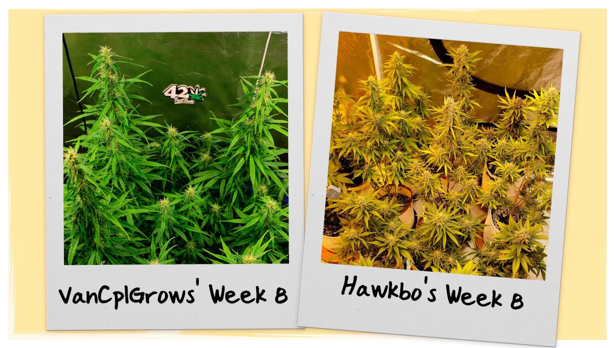 Grow Progress Week 8 Grow Progress Week 8