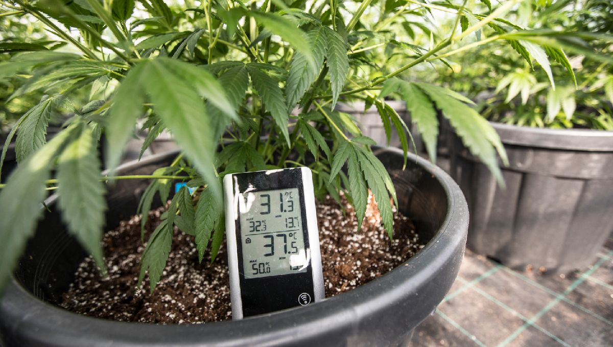 Ventilation for grow tent or grow room: Checking and replacing filters