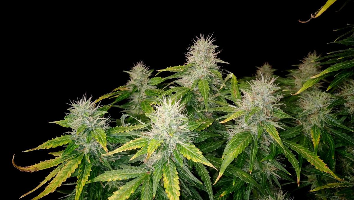 Blueberry Cheese Auto cannabis strain: mid flower (bulk phase) | weeks 8-9 | several resinous but immature looking buds Blueberry Cheese Auto cannabis strain: mid flower (bulk phase) | weeks 8-9 | several resinous but immature looking buds