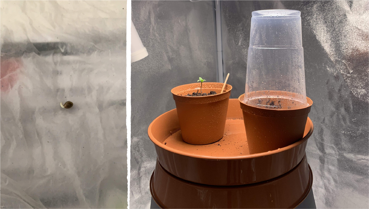 Acapulco gold cannabis strain week-by-week guide: germination and seedling stage | week 1