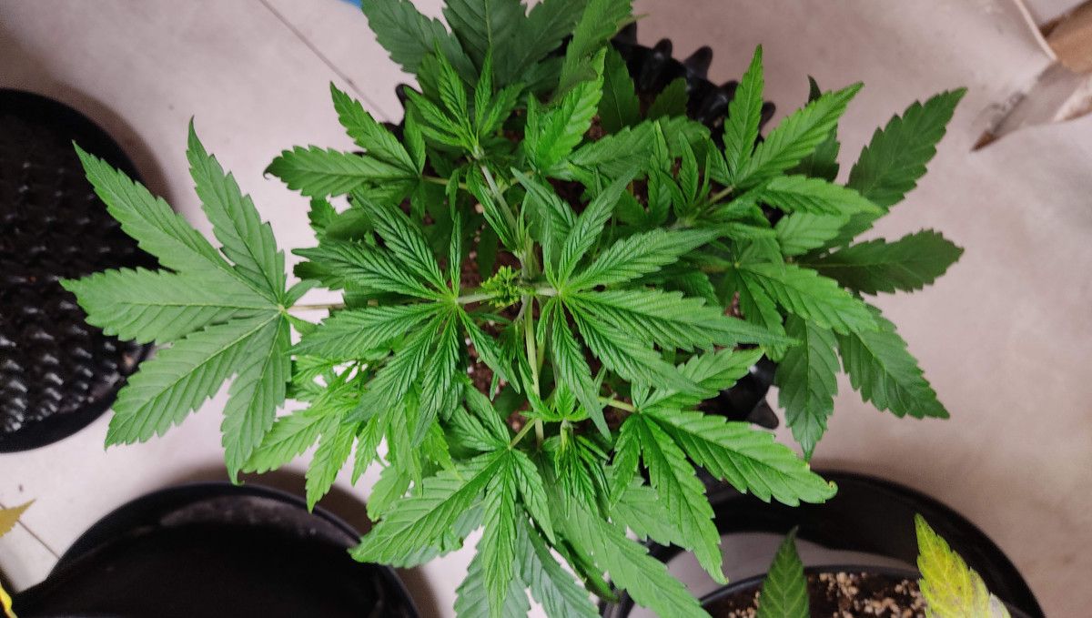 Pineapple Express Auto cannabis strain: mid veg | weeks 3-4 | a lush, vigorous, and healthy looking autoflower with the main top removed