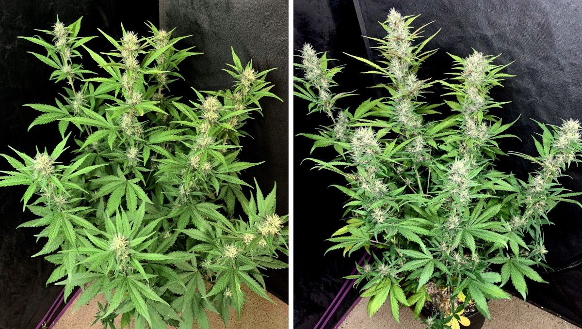 LSD-25 Auto cannabis strain: early flower | weeks 6-7 | the progress of a multi-branch indoor plant with long white colas forming LSD-25 Auto cannabis strain: early flower | weeks 6-7 | the progress of a multi-branch indoor plant with long white colas forming