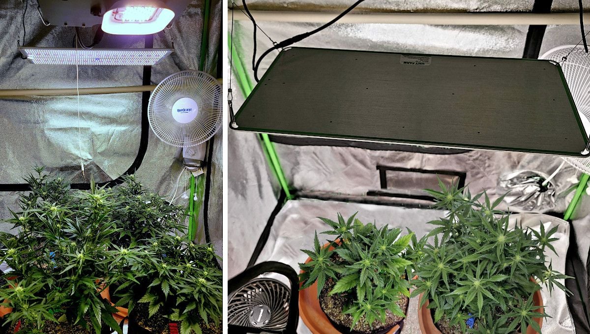 Purple Punch Auto Cannabis Strain Week-by-Week Guide: Cannabis plants flowering in a tent under a ultra-thin LED quantum board
