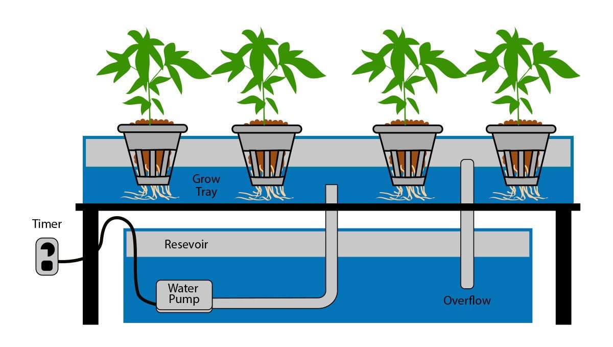 Wie man autoflowering Cannabispflanzen in Hydroponik-Systemen anbaut: Ebb and Flow