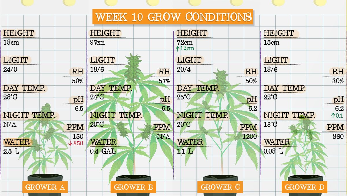 Forbidden Runtz Auto Cannabis Strain Week-by-Week Guide: Week 10 grow conditions Forbidden Runtz Auto Cannabis Strain Week-by-Week Guide: Week 10 grow conditions