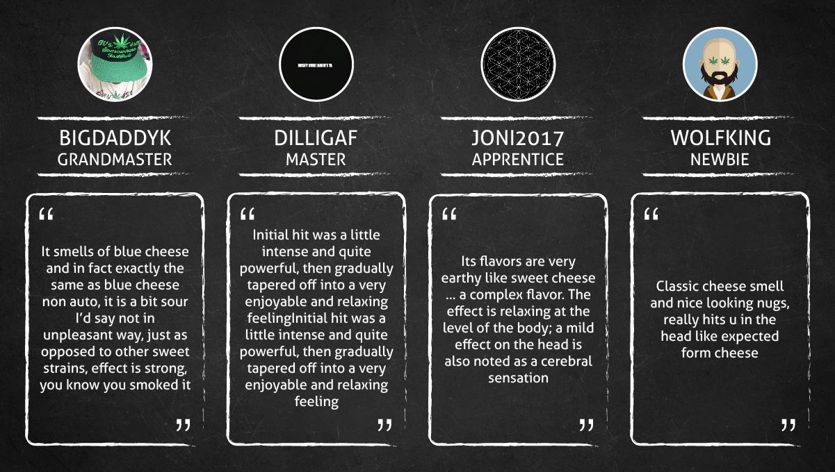 Blueberry Cheese Auto cannabis strain: smokers’ quotes Blueberry Cheese Auto cannabis strain: smokers’ quotes