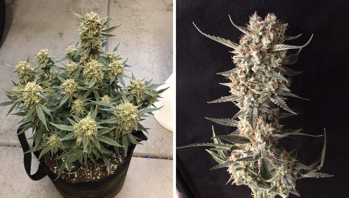 Girl Scout Cookies Auto Cannabis Strain Week-by-Week Guide: A marijuana plant grown indoors and ready to be chopped, and a closeup of a cut mature cola