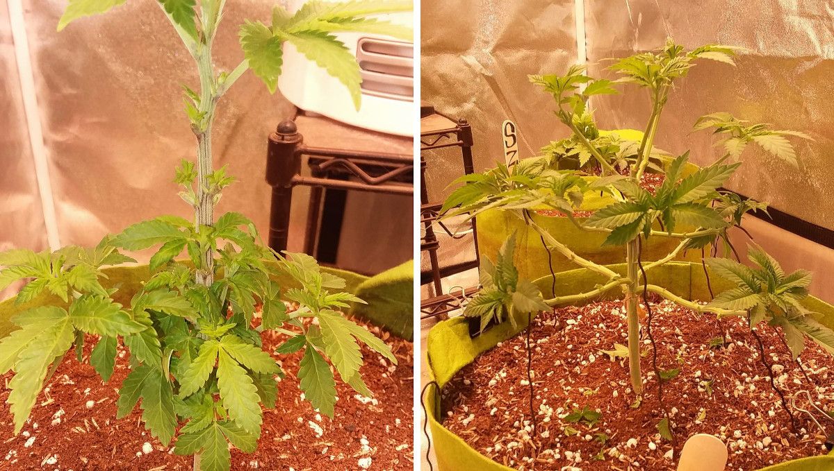 Pineapple Chunk Cannabis Strain Week-by-Week Guide: A young weed plant growing in a smart pot filled with coco/perlite mix after a severe defoliation and tying down Pineapple Chunk Cannabis Strain Week-by-Week Guide: A young weed plant growing in a smart pot filled with coco/perlite mix after a severe defoliation and tying down