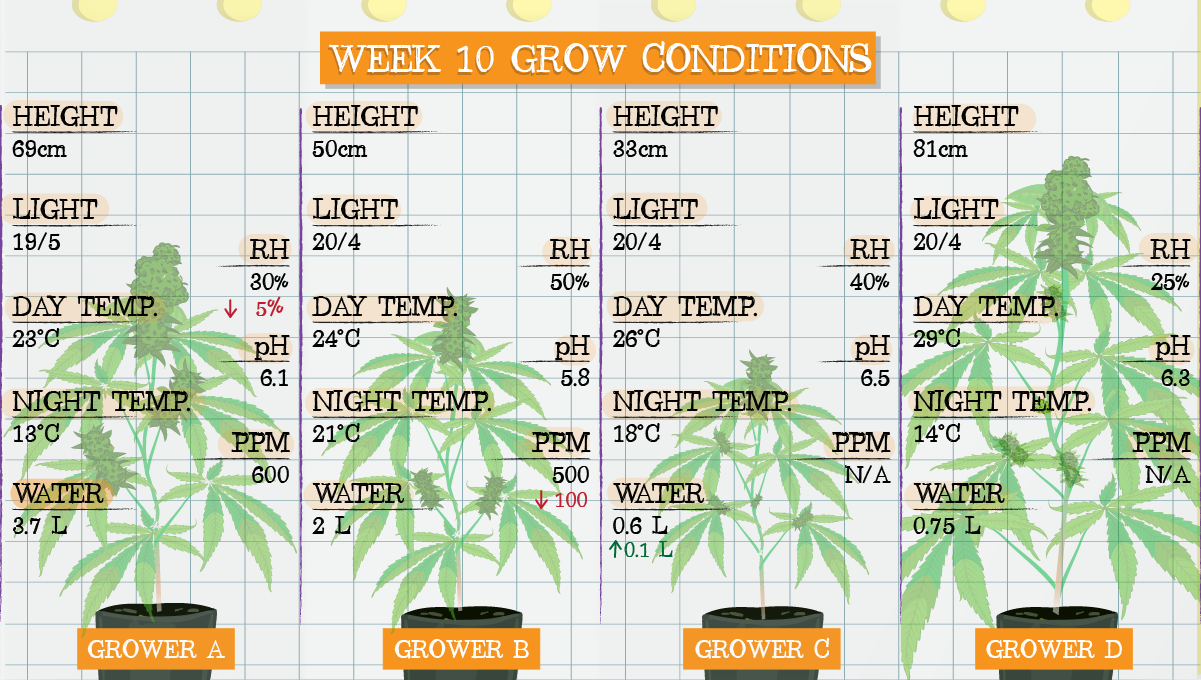 Strawberry Pie Auto Cannabis Strain Week-by-Week Guide: Week 10 grow conditions