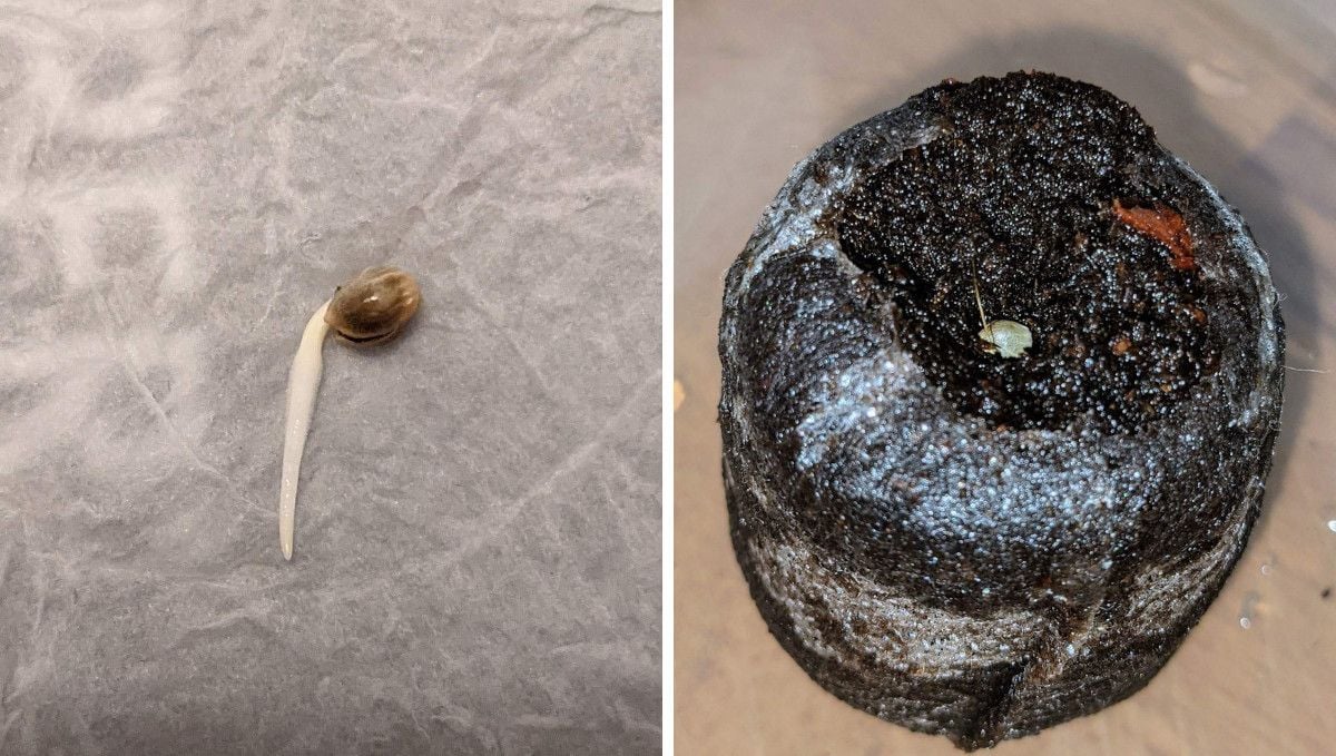 Critical Kush Auto cannabis strain: germination and seedling stage | week 1 | a seed with the long straight taproot lying on a moist paper towel and the same seed inserted into a jiffy plug