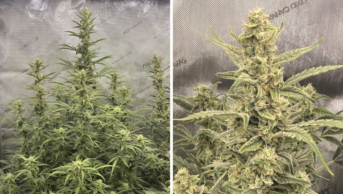 Gorilla Punch Auto cannabis strain: mid flower (bulk phase) | weeks 8-9 | an indoor marijuana plant filling out and getting frosty Gorilla Punch Auto cannabis strain: mid flower (bulk phase) | weeks 8-9 | an indoor marijuana plant filling out and getting frosty