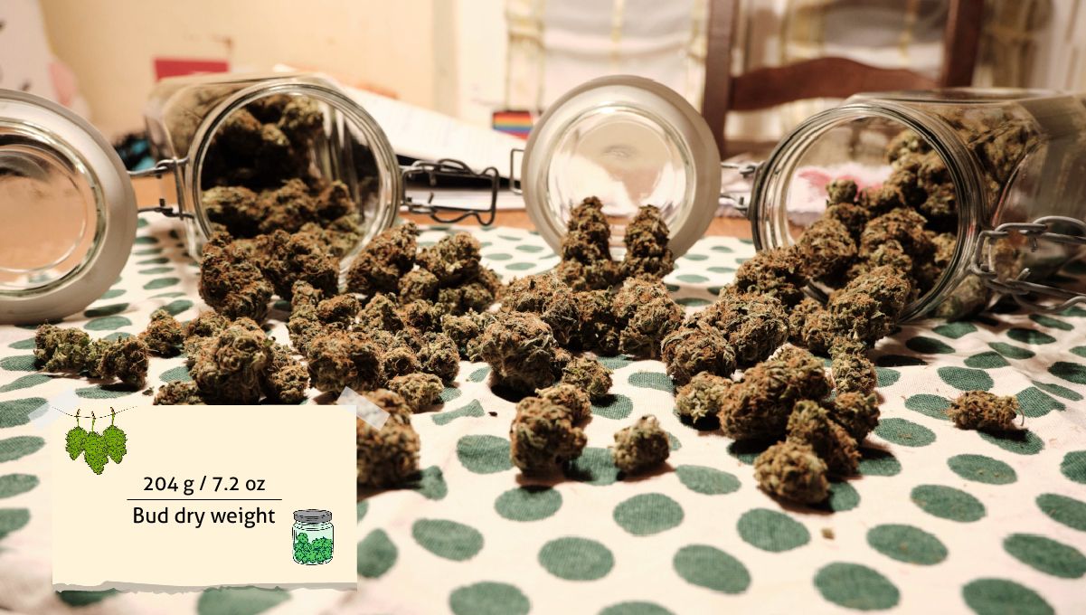 Orange Sherbet FF cannabis strain: yield | a bunch of medium-sized dry nuggets spilled onto a table from glass jars