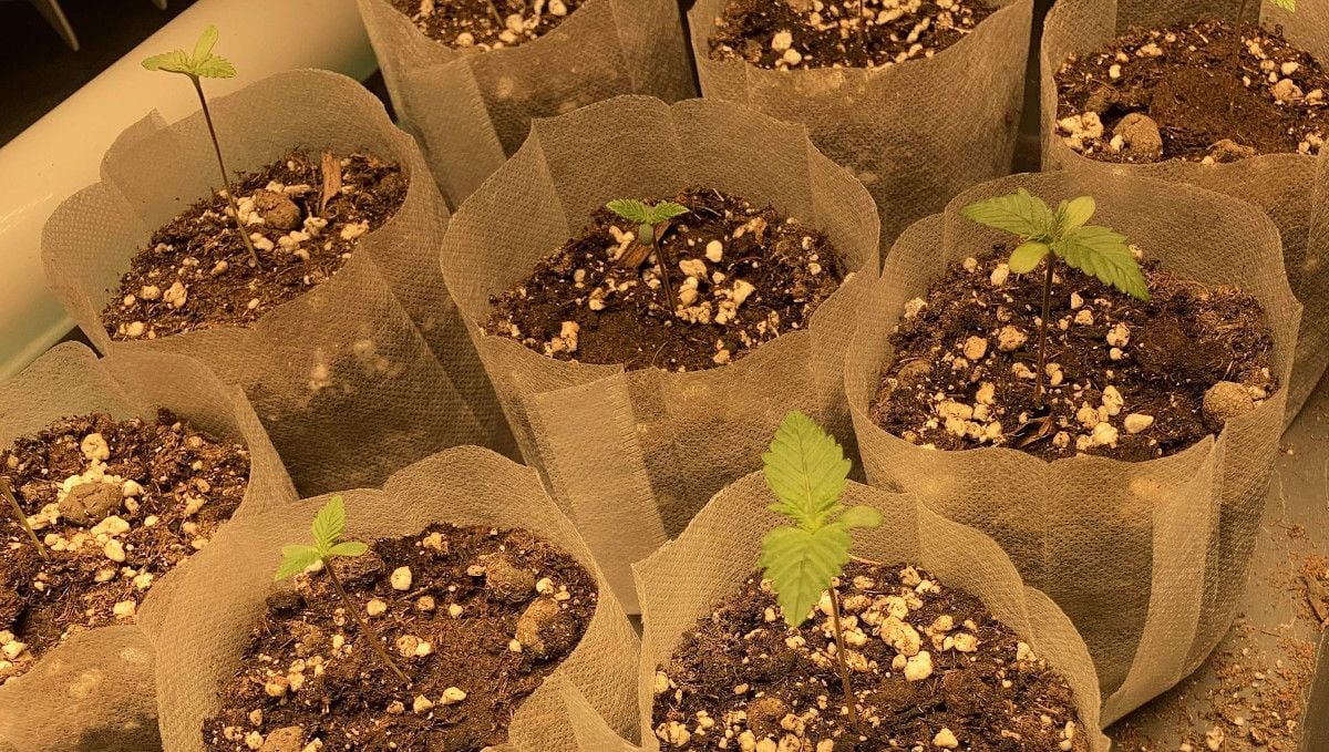 Liberty Haze Cannabis Strain Week-by-Week Guide: 9 transparent non-woven nursery bags with 1-week-old weed seedlings Liberty Haze Cannabis Strain Week-by-Week Guide: 9 transparent non-woven nursery bags with 1-week-old weed seedlings