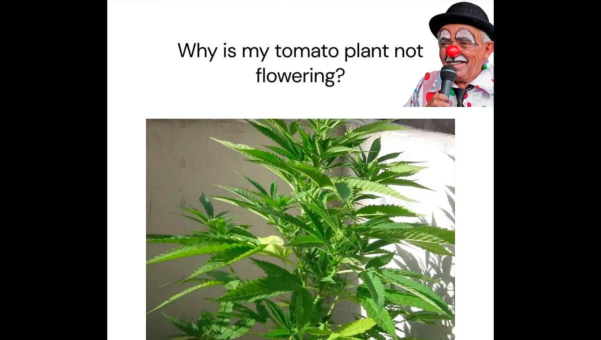 meme