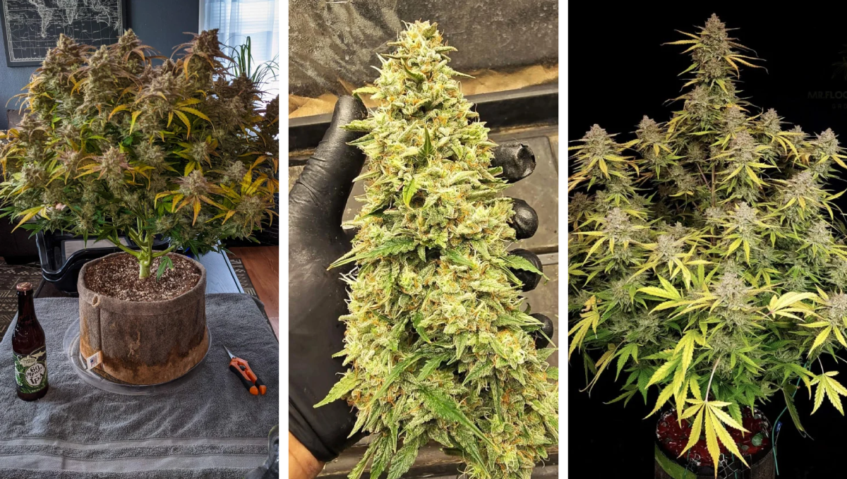 gorilla cookies auto