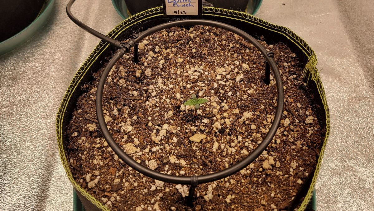 Gorilla Punch Auto cannabis strain: germination and seedling stage | week 1 | a sprout in a big grow bag with an automatic drip system installed Gorilla Punch Auto cannabis strain: germination and seedling stage | week 1 | a sprout in a big grow bag with an automatic drip system installed