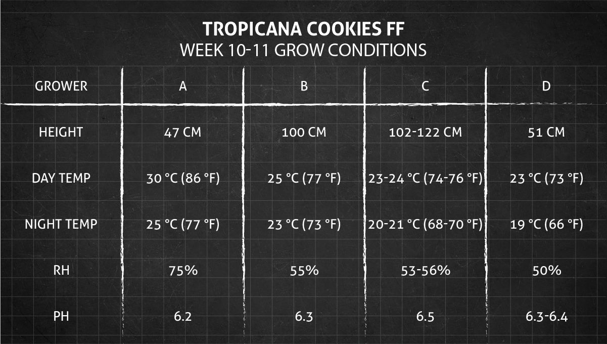 Tropicana Cookies FF cannabis strain: weeks 10-11 grow conditions Tropicana Cookies FF cannabis strain: weeks 10-11 grow conditions