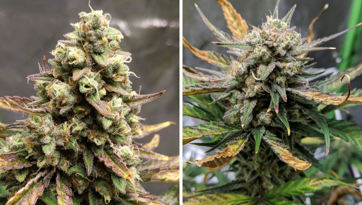 Forbidden Runtz Auto Cannabis Strain Week-by-Week Guide: Two closeups of mature faded marijuana buds Forbidden Runtz Auto Cannabis Strain Week-by-Week Guide: Two closeups of mature faded marijuana buds