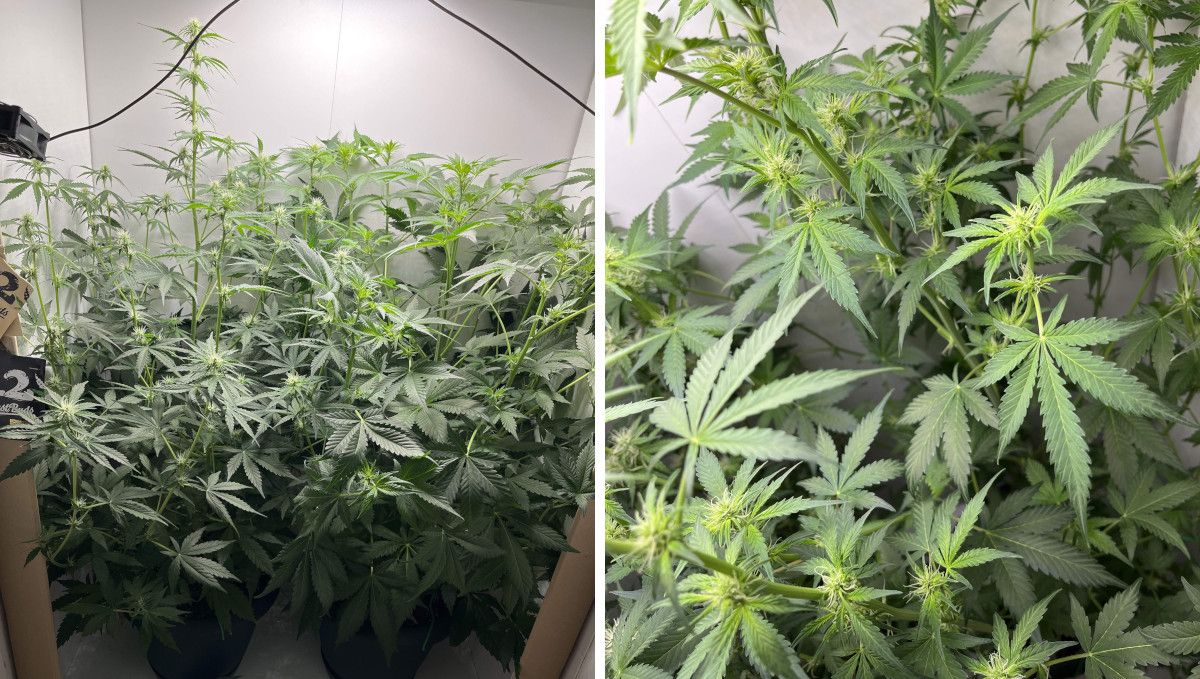 Six Shooter Auto cannabis strain: early flower | weeks 6-7 | an indoor marijuana plant with a stretchy and open bush structure and many small buds Six Shooter Auto cannabis strain: early flower | weeks 6-7 | an indoor marijuana plant with a stretchy and open bush structure and many small buds